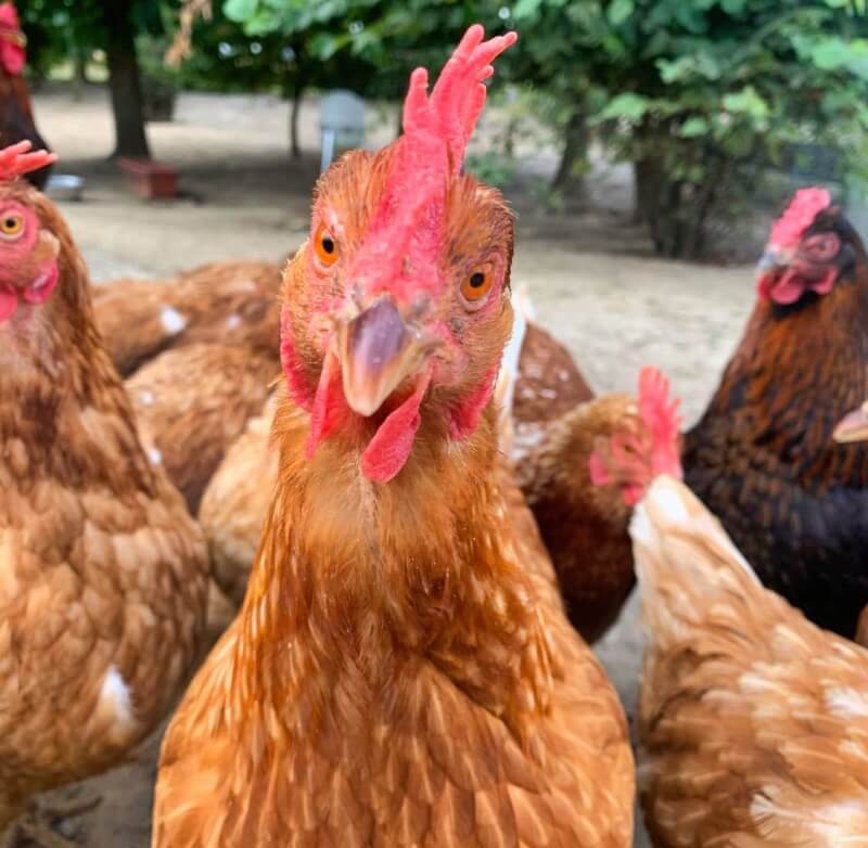 Ein Huhn auf dem Arche Gnadenhof sieht in die Kamera