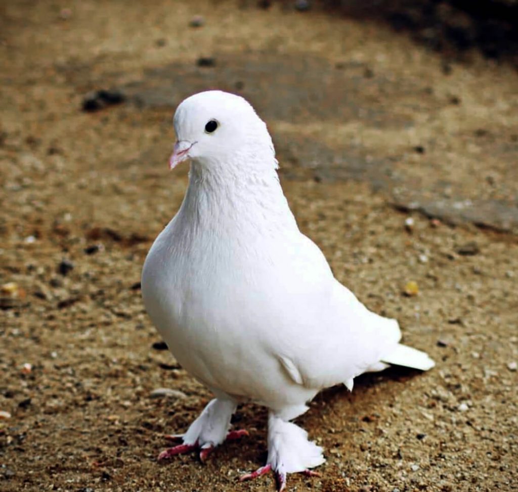 Eine Taube vom Arche Gnadenhof