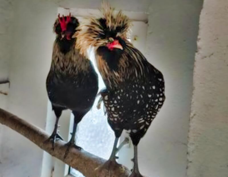 Zwei staunende Hühner des Arche Gnadenhofs