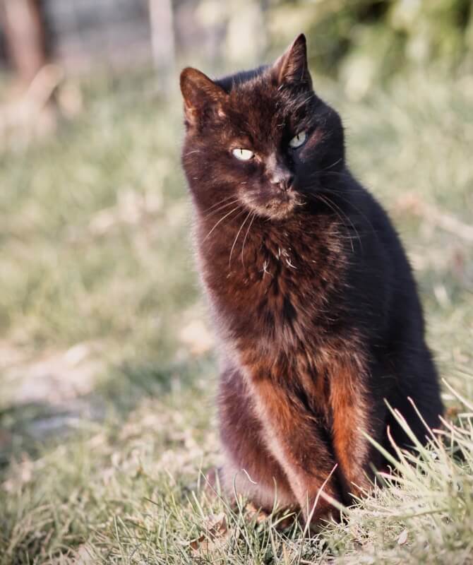 Eine schwarze Katze des Arche Gnadenhofs