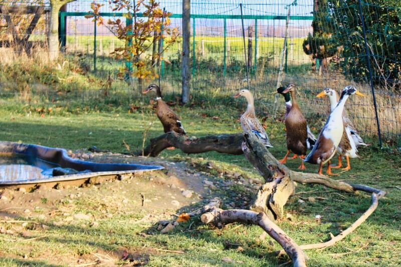 Laufenten auf dem Aussengelände des Arche Gnadenhofs