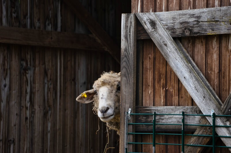 Ein neugieriges altes Schaf