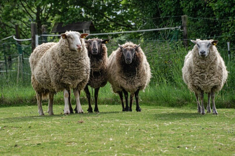Eine Gruppe neugieriger Schafe vom Arche Gnadenhof