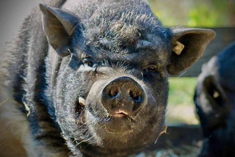 Eine Schweinschnautze vom Arche Gnadenhof