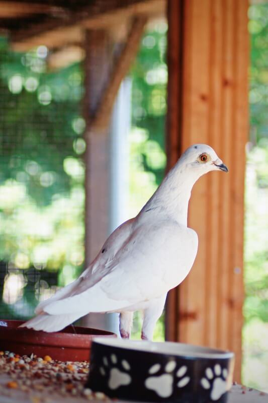 Eine weiße Taube vom Arche Gnadenhof