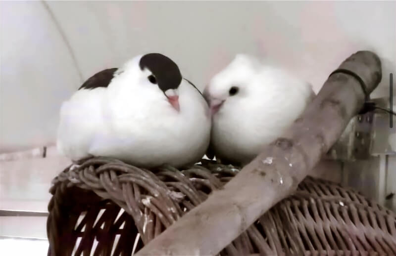 Zwei Taube des Arche Gnadenhofs liegen vertraut beieinander