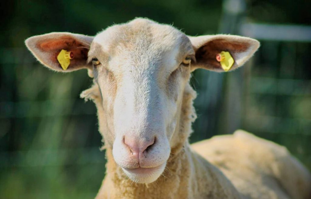 Portrait eines Schafs vom Arche Gnadenhof