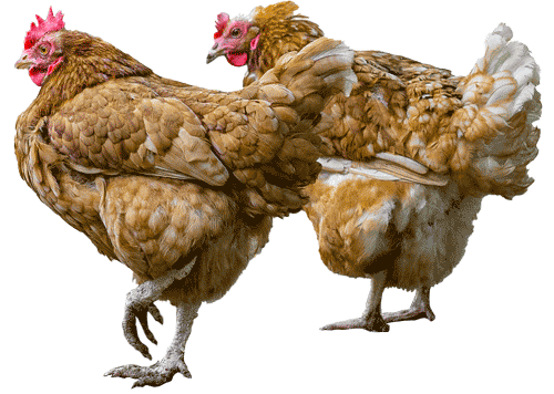 Hühner auf dem Gnadenhof der Arche