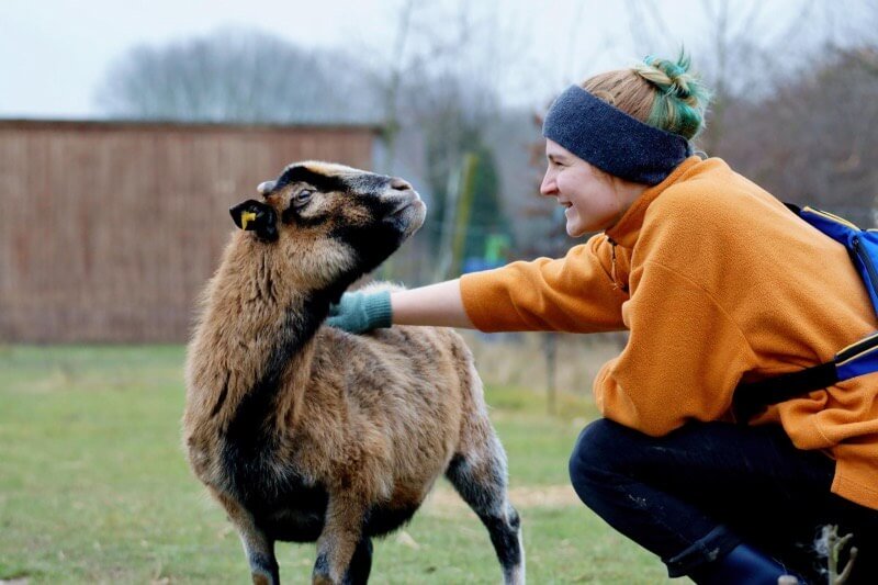 Ein Schaf auf dem Gnadenhot freut sich das es gestreichelt wird