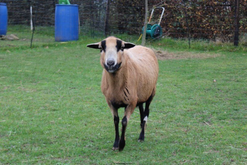 Ein Kamerunschaf vom Arche Gnadenhof