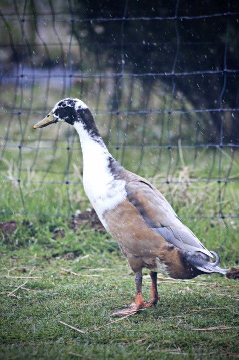 Laufente auf dem Gnadenhof der Arche